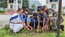 Tree plantation